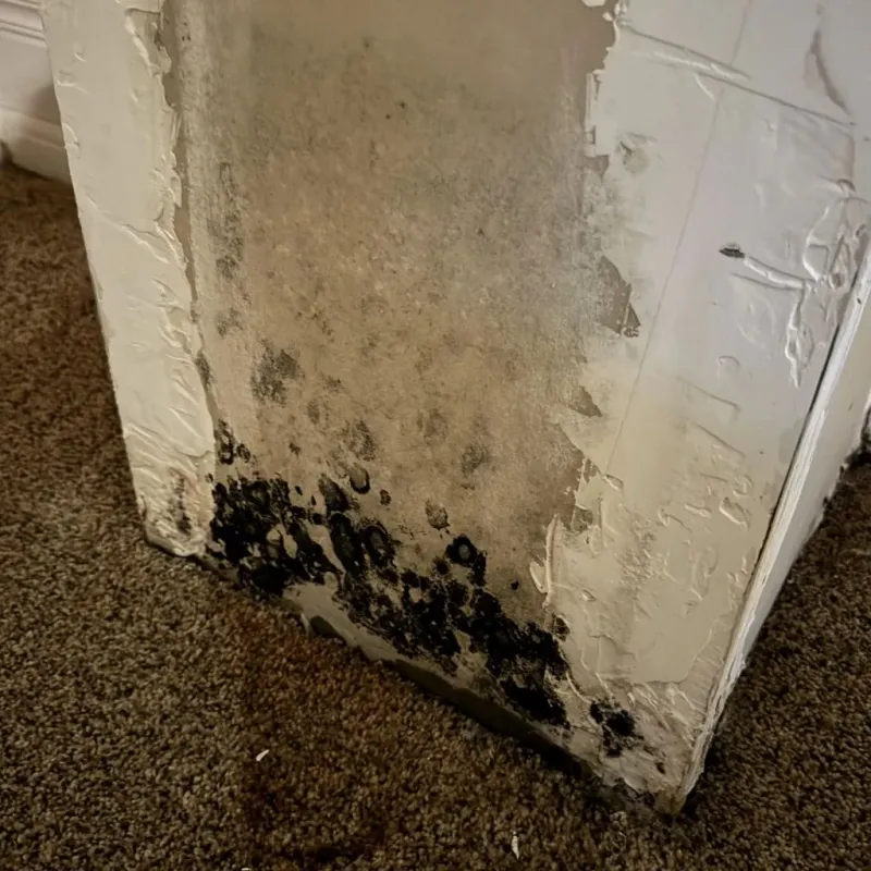Professional Mold Removal in Country Club, FL